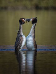 Chris Johnson - Grebe Weed Dance - Very Highly Commended.jpg